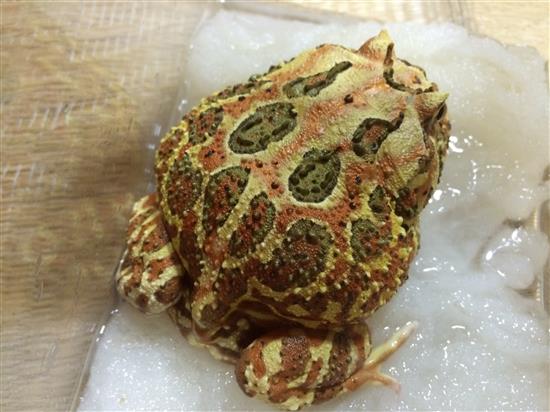 cranwell's horned frog_036a.jpg