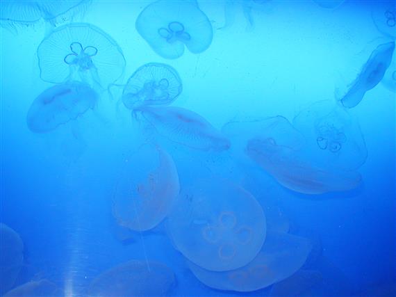 jellyfish_P1010003a.jpg