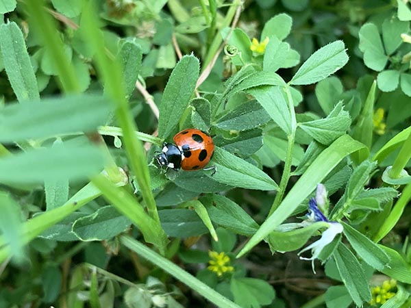 ladybug_2274a.jpg