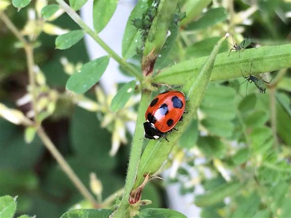 ladybug_293a.jpg