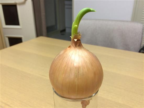 onions_007b.jpg