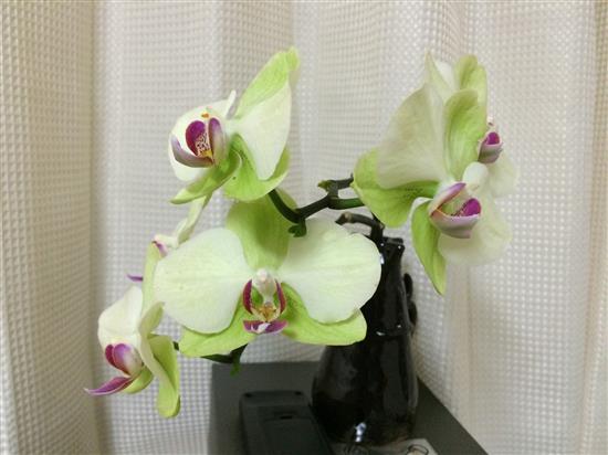 orchid_014a.jpg