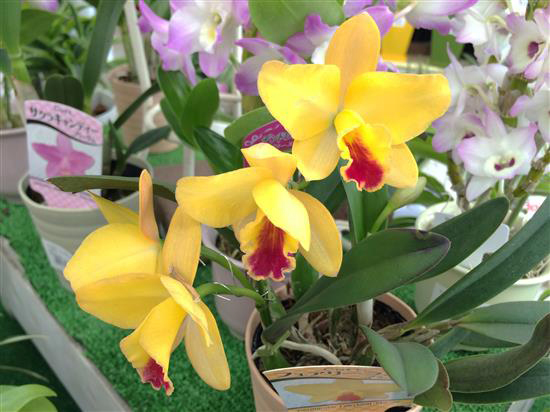 orchid_208b.jpg