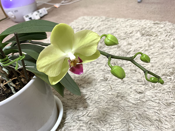 phalaenopsis_0484a.jpg